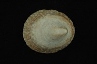 藏品(高青螺)的圖片